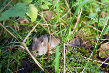 The gray mouse hiding in the green grass