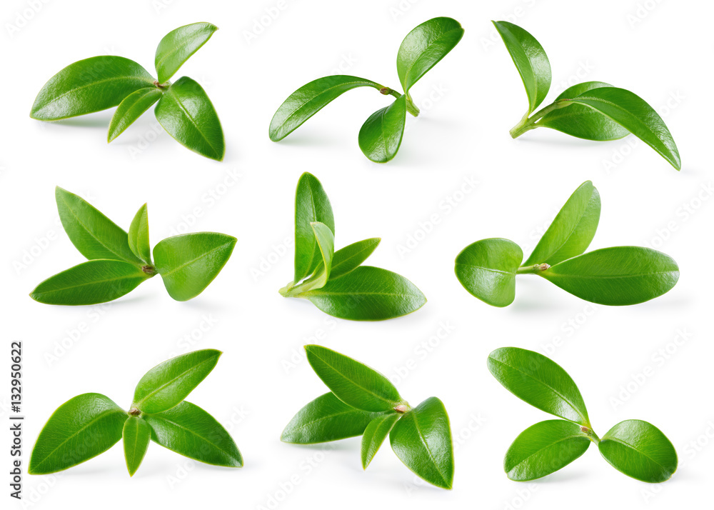 Wall mural cranberry leaves isolated on white background. collection. full