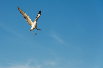 Obraz premium Seagull flying in blue sky