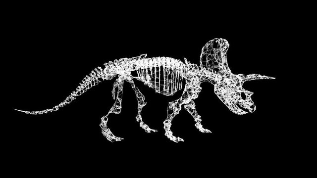 Triceratops Skeletons Plexus Structure