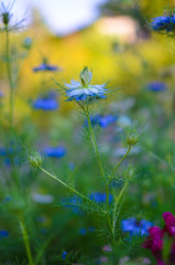Fototapeta premium Nigella sativa - nature blue and white flowers