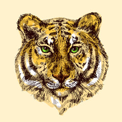illustration with tiger