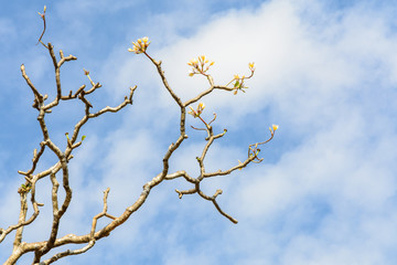 Plumeria tree without leaf on sky background