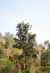big tree with sky background