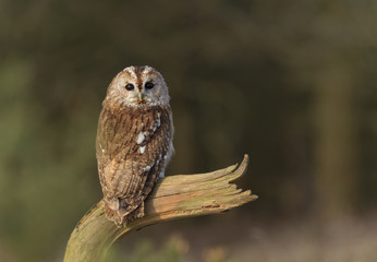 Tawny Owl