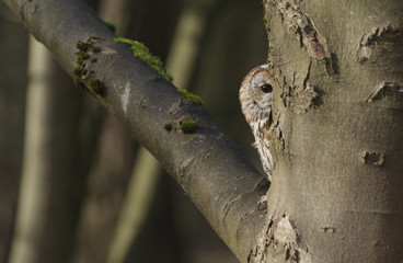 Tawny Owl