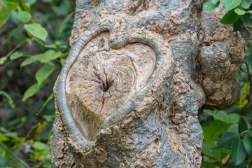 Heart carved on tree bark. Natural Valentines day background.