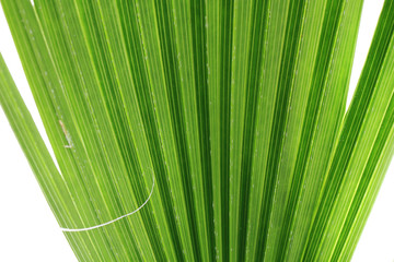 green palm tree texture