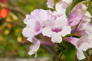 group of garlic flower and sunlight,pink flower and green leaf