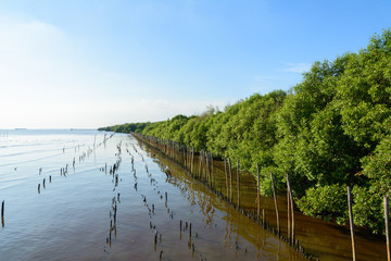 Mangrove forest at tropical beach