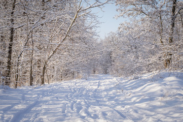 a beautiful winter landscape trees in snow