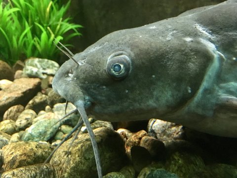barbue de rivi&egrave;re
