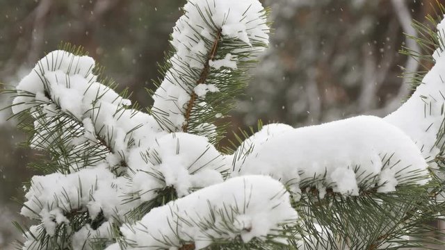 Beautiful tree covered with snow, close-up view, in the frosty winter, the Christmas forest
