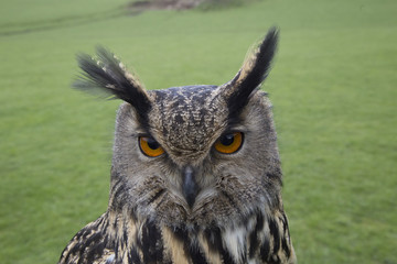 euroasian owl