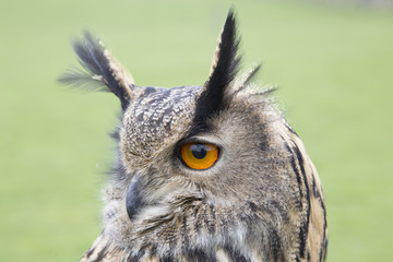 euroasian owl