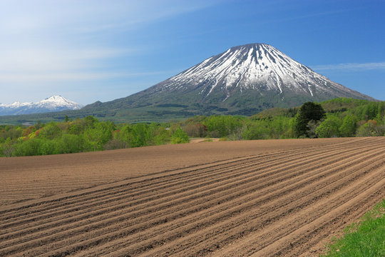 春の羊蹄山麓