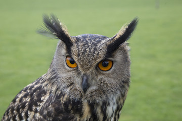 euroasian owl