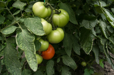 Grow tomatoes in the garden, agricultural enterprise, field, small business,