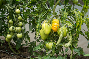 Grow tomatoes in the garden, agricultural enterprise, field, small business,