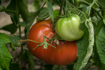 Grow tomatoes in the garden, agricultural enterprise, field, small business,