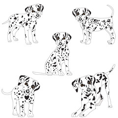 Dalmatians, cute, sad. Vector Illustration Portrait of Dalmatian Puppy. Dog isolated. - 132955040
