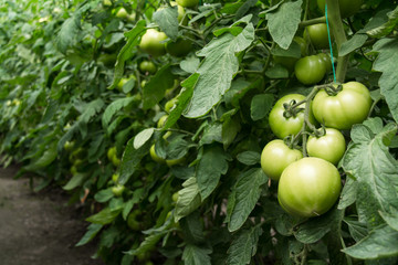 Grow tomatoes in the garden, agricultural enterprise, field, small business,