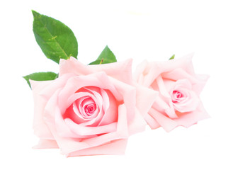 Pair of pink blooming fresh rose flowers buds with green leaves isolated on white background