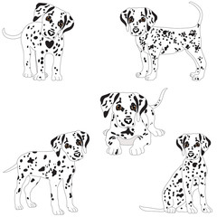 Dalmatians, cute, sad. Vector Illustration Portrait of Dalmatian Puppy. Dog isolated. - 132955268