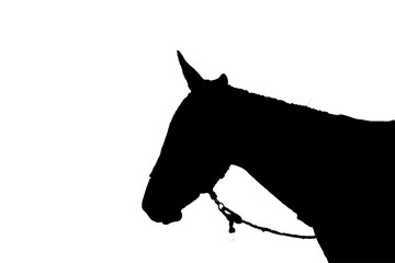 Side View Body Part Mule Isolated