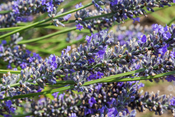 Fototapeta premium Lavander field.