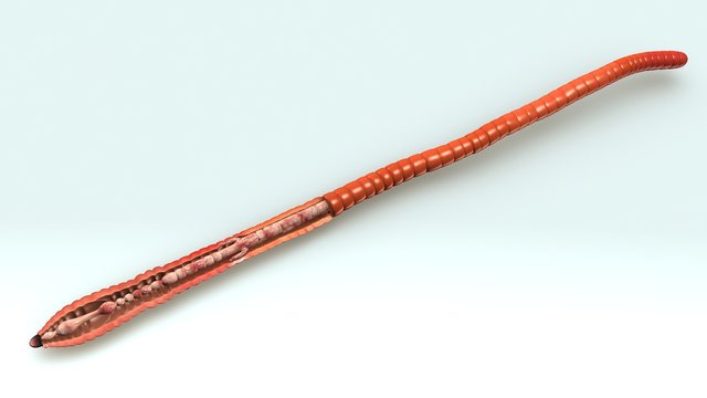 Alimentary Canal of Earth Worm