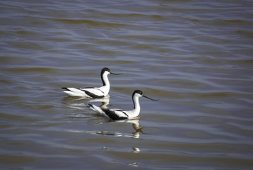 A landscape image of a pair of Pied Avocets, Recurvirostra avosetta.