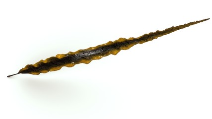 Laminaria
