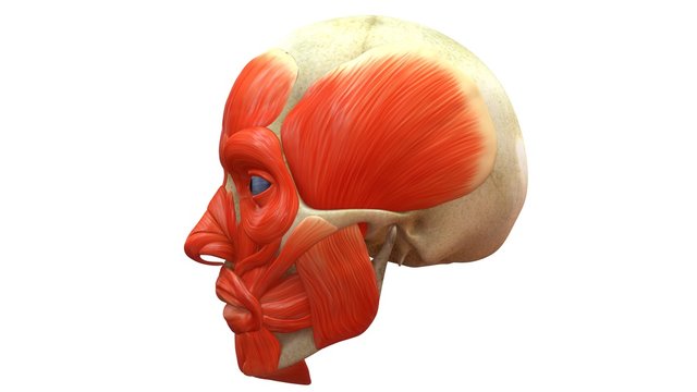 Human Skull with muscles