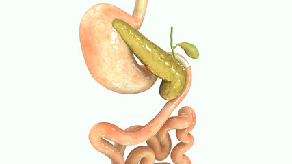 Obraz premium Pancreas