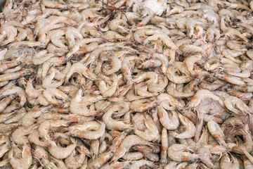 Fresh shrimp, prawn freeze with ice- Top view shellfish background.