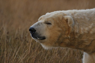 polar bear