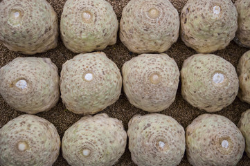 Celeriac in order