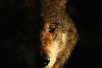 European grey wolf - 132957053