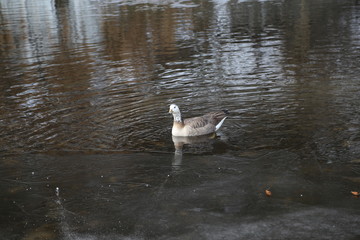 Goose swimming in the river at the edge of the ice
