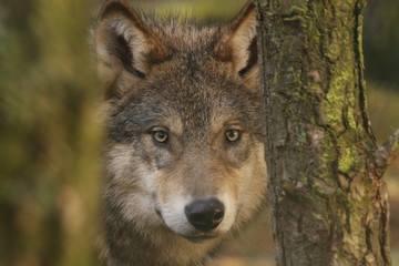 European grey wolf
