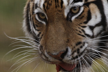 amur tiger portrait