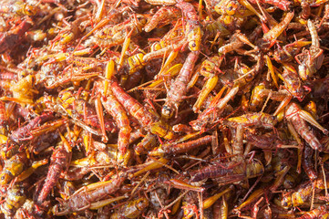 Obraz premium Exotic food background. Fried grasshoppers.