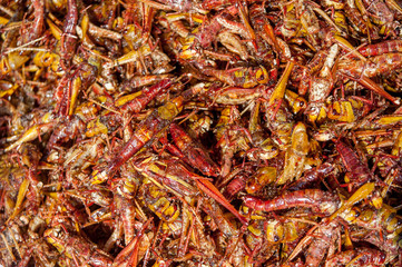 Exotic food background. Fried grasshoppers.