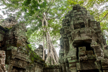 Ancient temple Ta Prohm or Rajavihara and trees growing out the