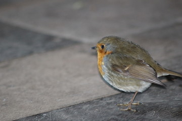 Robin Bird
