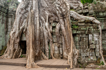Fototapeta na wymiar Ancient temple Ta Prohm or Rajavihara and trees growing out the