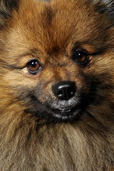 spitz allemand
