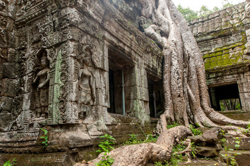 Ancient temple Ta Prohm or Rajavihara and trees growing out the