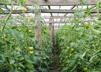 Grow tomatoes in the garden, agricultural enterprise, field, small business,